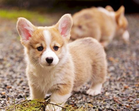 The breed is very good with children, although may nip at heels in play. . Corgi puppies for sale